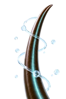 水分が巡る毛髪のイメージ